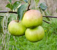 Wagener Apples